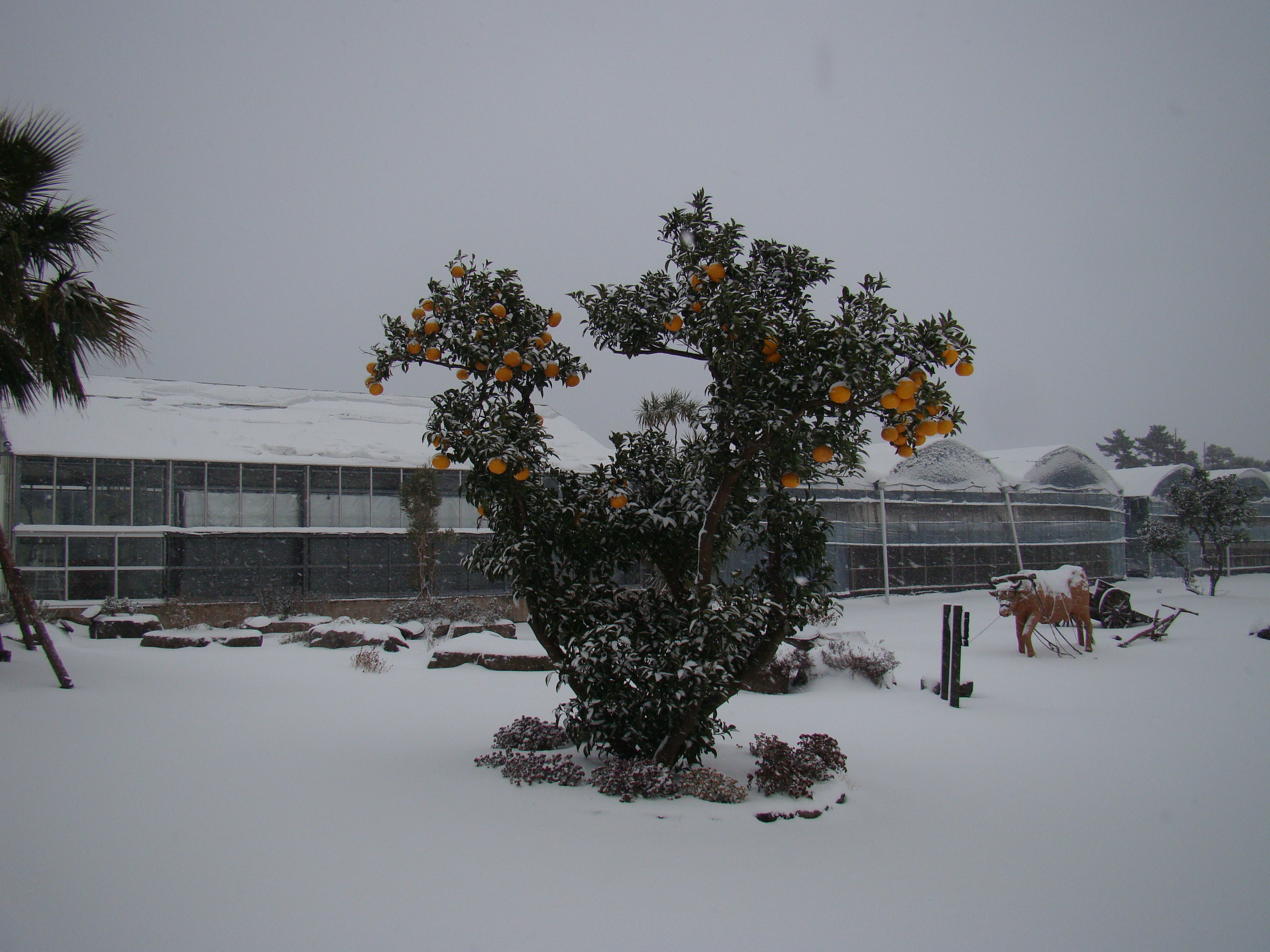 서귀포농업기술센터 겨울사진입니다. 서귀포에도 이렇게 눈이 내리네요!!!